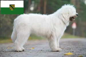 Read more about the article South Russian Ovtcharka breeder and puppies in Saxony