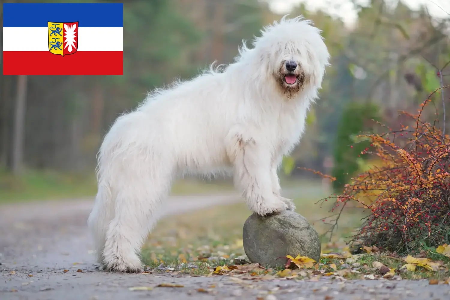 Read more about the article South Russian Ovtcharka breeder and puppies in Schleswig-Holstein
