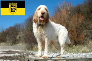 Read more about the article Spinone Italiano breeders and puppies in Baden-Württemberg