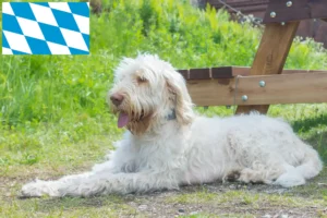 Read more about the article Spinone Italiano breeders and puppies in Bavaria