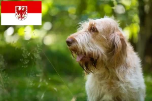 Read more about the article Spinone Italiano breeders and puppies in Brandenburg