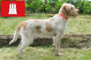 Read more about the article Spinone Italiano breeders and puppies in Hamburg