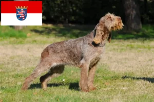 Read more about the article Spinone Italiano breeders and puppies in Hessen