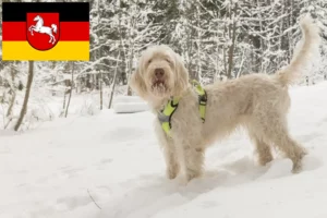 Read more about the article Spinone Italiano breeders and puppies in Lower Saxony