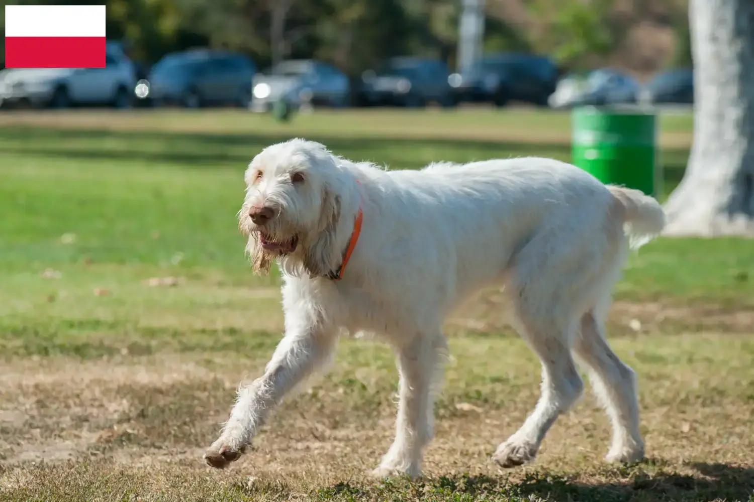 Read more about the article Spinone Italiano breeders and puppies in Poland