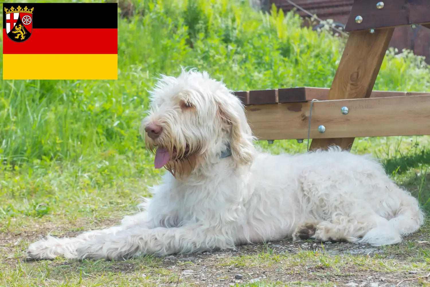 Read more about the article Spinone Italiano breeders and puppies in Rhineland-Palatinate