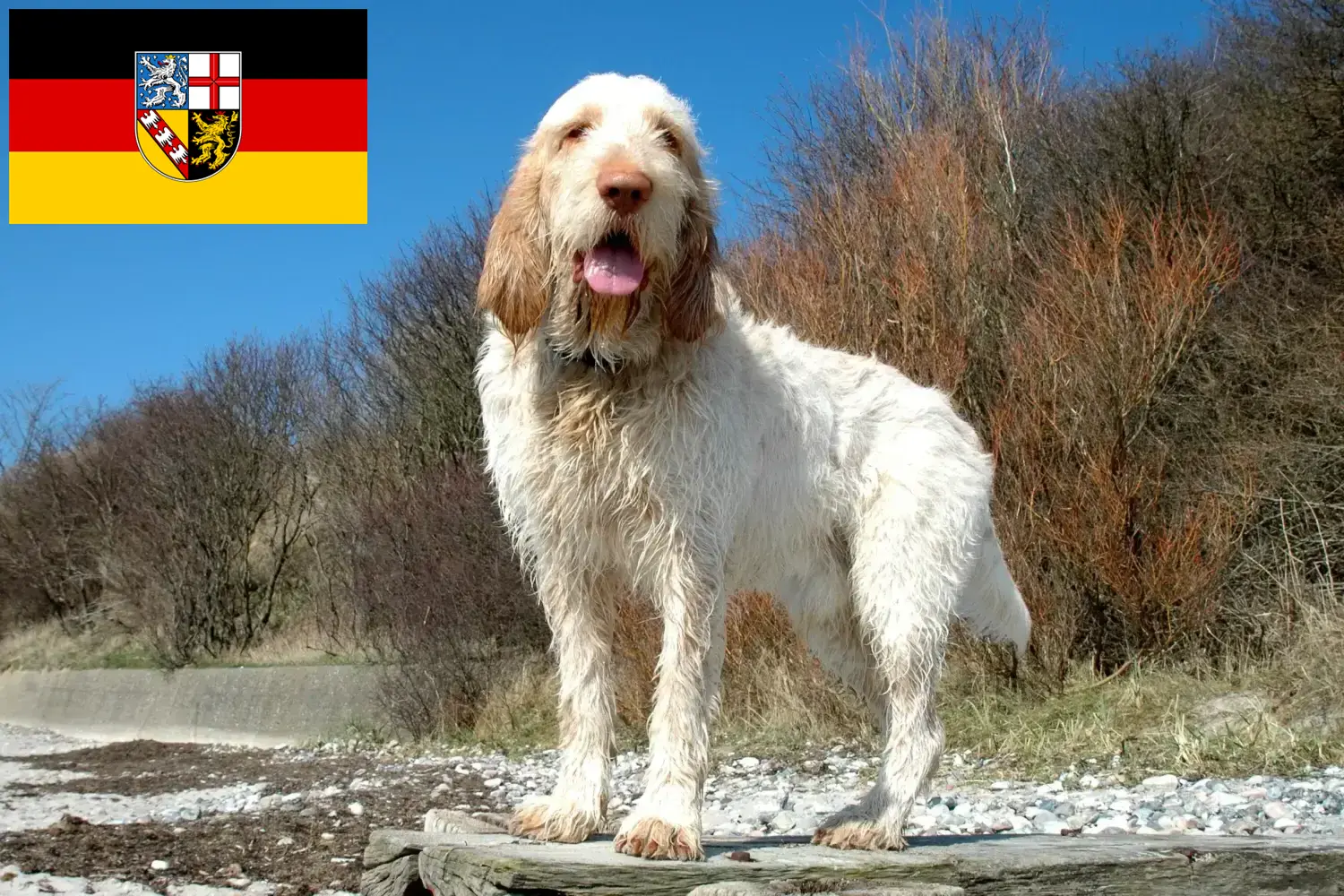 Read more about the article Spinone Italiano breeders and puppies in Saarland