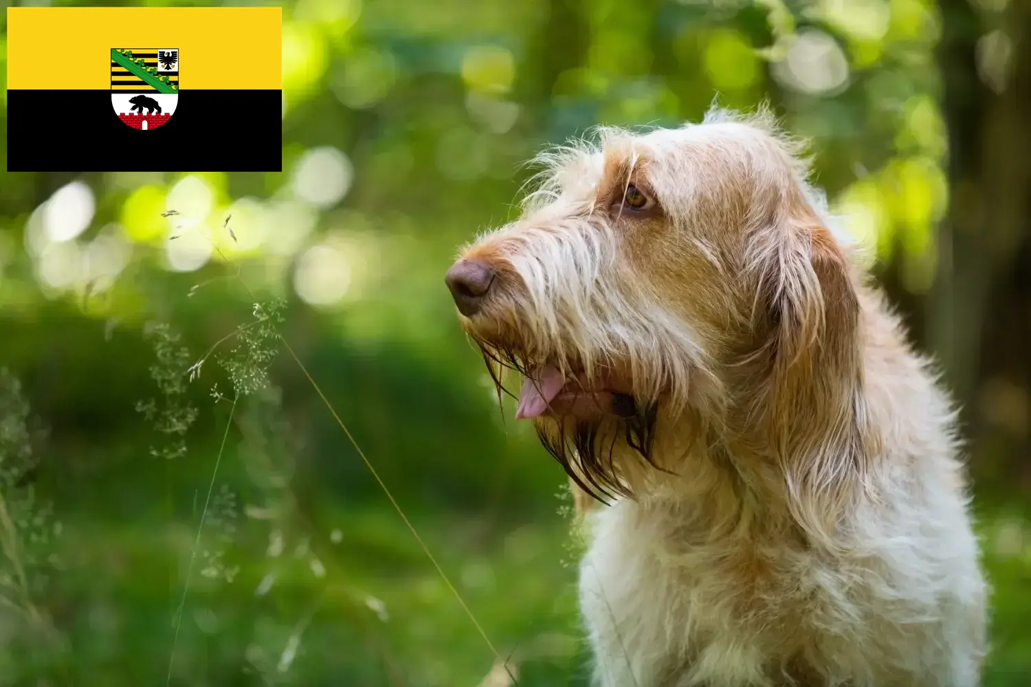 Read more about the article Spinone Italiano breeders and puppies in Saxony-Anhalt