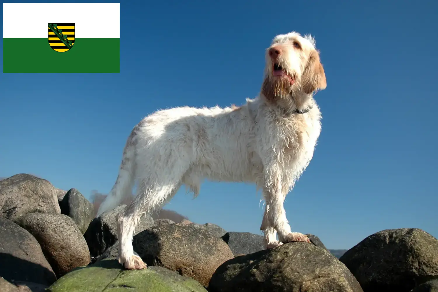 Read more about the article Spinone Italiano breeders and puppies in Saxony