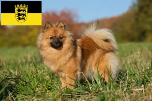 Read more about the article Spitz breeders and puppies in Baden-Württemberg