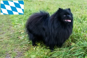 Read more about the article Spitz breeders and puppies in Bavaria