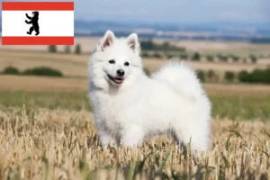 Read more about the article Spitz breeders and puppies in Berlin