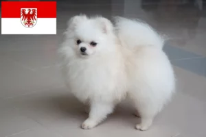 Read more about the article Spitz breeders and puppies in Brandenburg