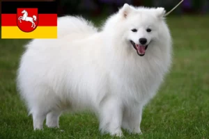 Read more about the article Spitz breeders and puppies in Lower Saxony