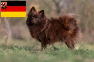 Read more about the article Spitz breeders and puppies in Rhineland-Palatinate