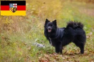 Read more about the article Spitz breeders and puppies in Saarland