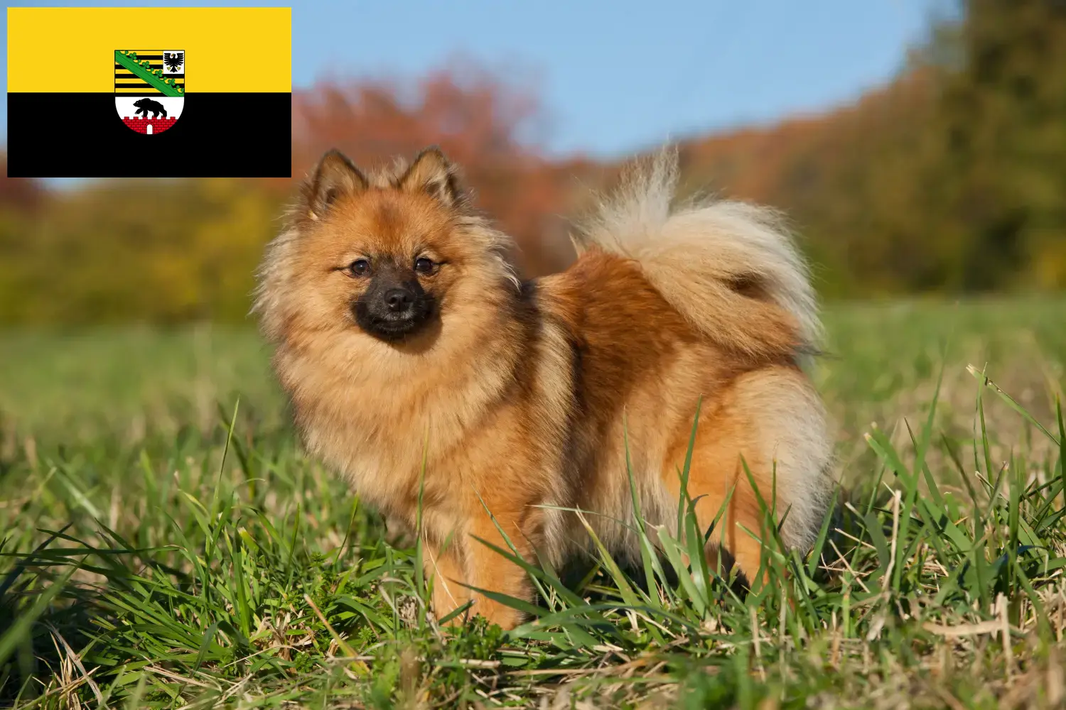 Read more about the article Spitz breeders and puppies in Saxony-Anhalt