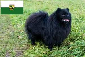 Read more about the article Spitz breeders and puppies in Saxony