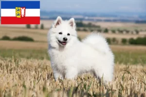 Read more about the article Spitz breeders and puppies in Schleswig-Holstein