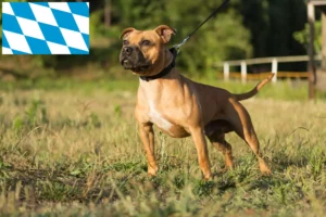 Read more about the article Staffordshire Bull Terrier breeders and puppies in Bavaria