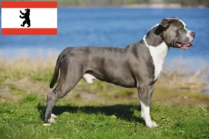 Read more about the article Staffordshire Bull Terrier breeders and puppies in Berlin