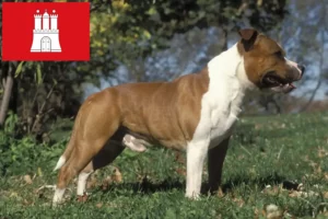 Read more about the article Staffordshire Bull Terrier breeders and puppies in Hamburg