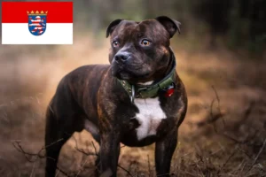 Read more about the article Staffordshire Bull Terrier breeders and puppies in Hessen