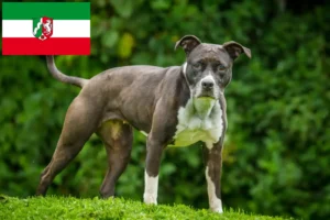 Read more about the article Staffordshire Bull Terrier breeders and puppies in North Rhine-Westphalia