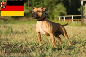 Read more about the article Staffordshire Bull Terrier breeders and puppies in Rhineland-Palatinate