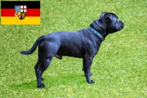 Read more about the article Staffordshire Bull Terrier breeders and puppies in Saarland