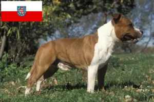 Read more about the article Staffordshire Bull Terrier breeders and puppies in Thuringia
