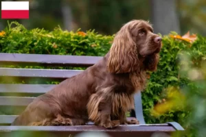 Read more about the article Sussex Spaniel breeders and puppies in Poland