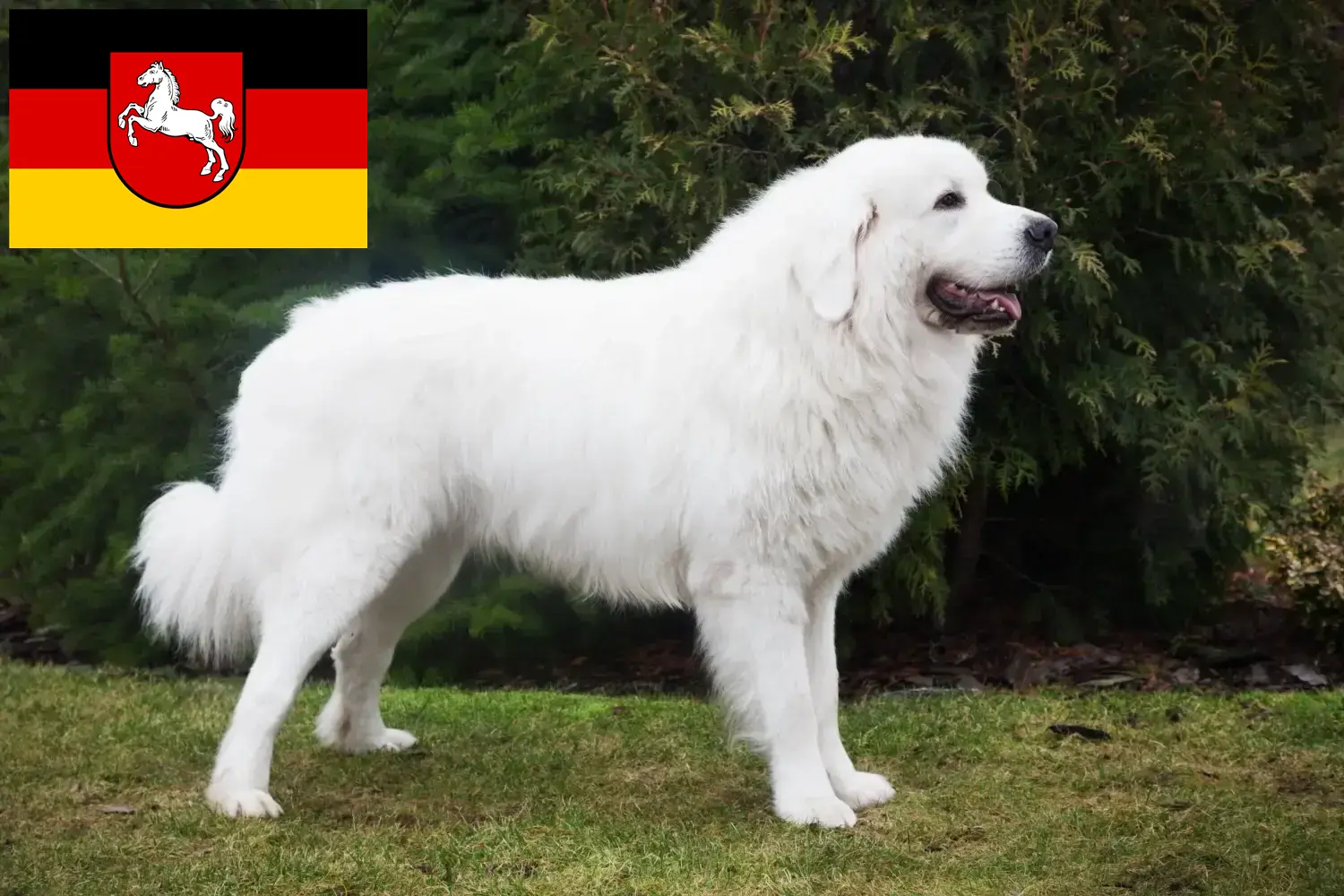 Read more about the article Tatra Sheepdog breeders and puppies in Lower Saxony