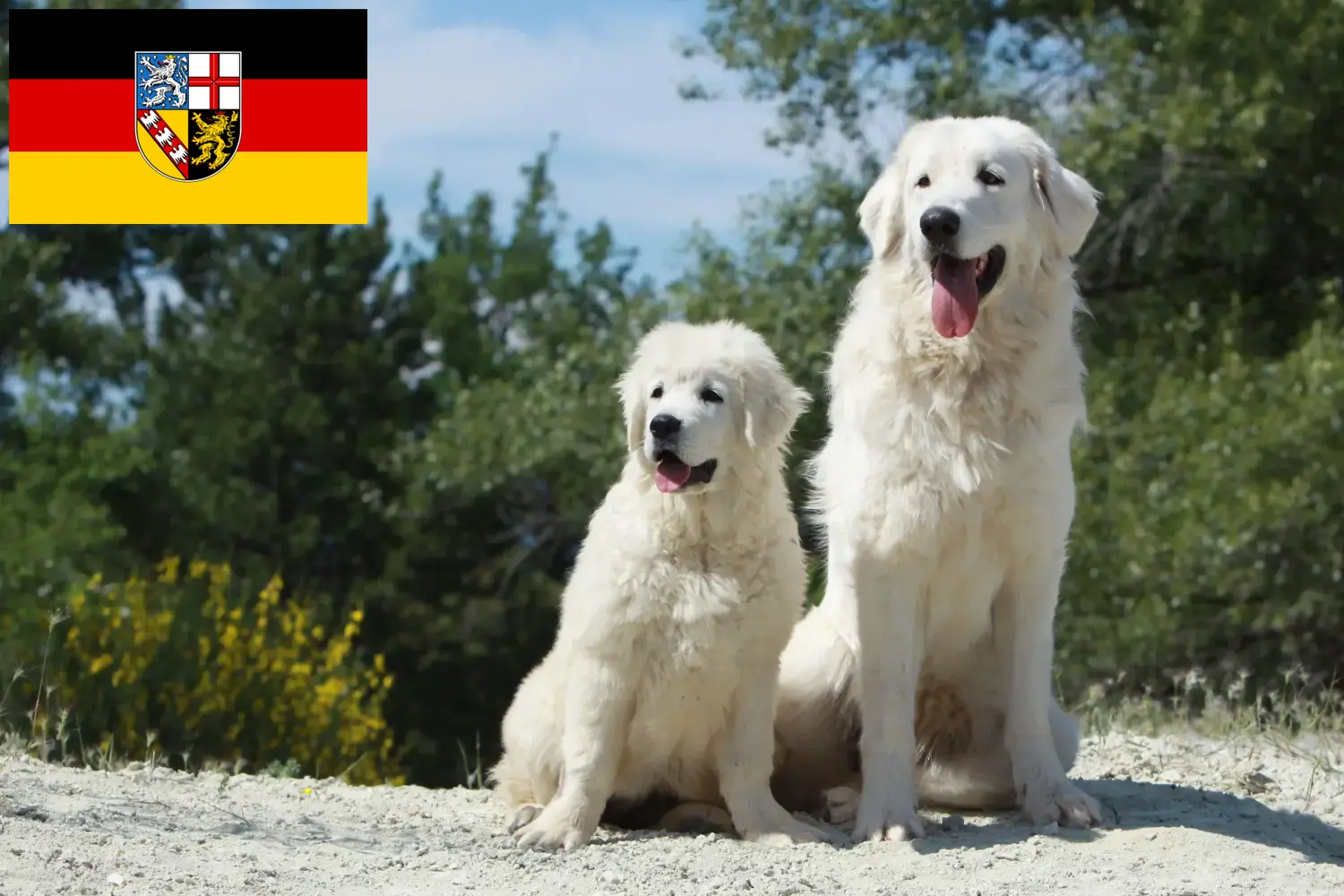 Read more about the article Tatra Sheepdog breeders and puppies in Saarland