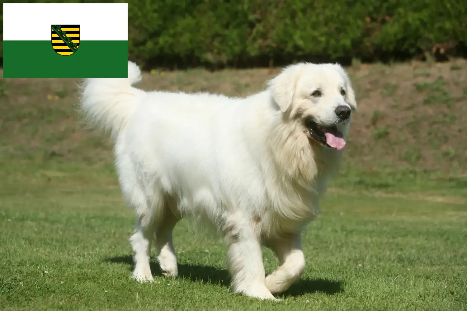 Read more about the article Tatra Sheepdog breeders and puppies in Saxony