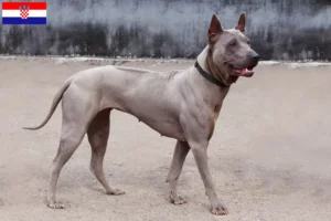 Read more about the article Thai Ridgeback breeders and puppies in Croatia