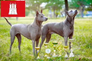 Read more about the article Thai Ridgeback breeder and puppies in Hamburg