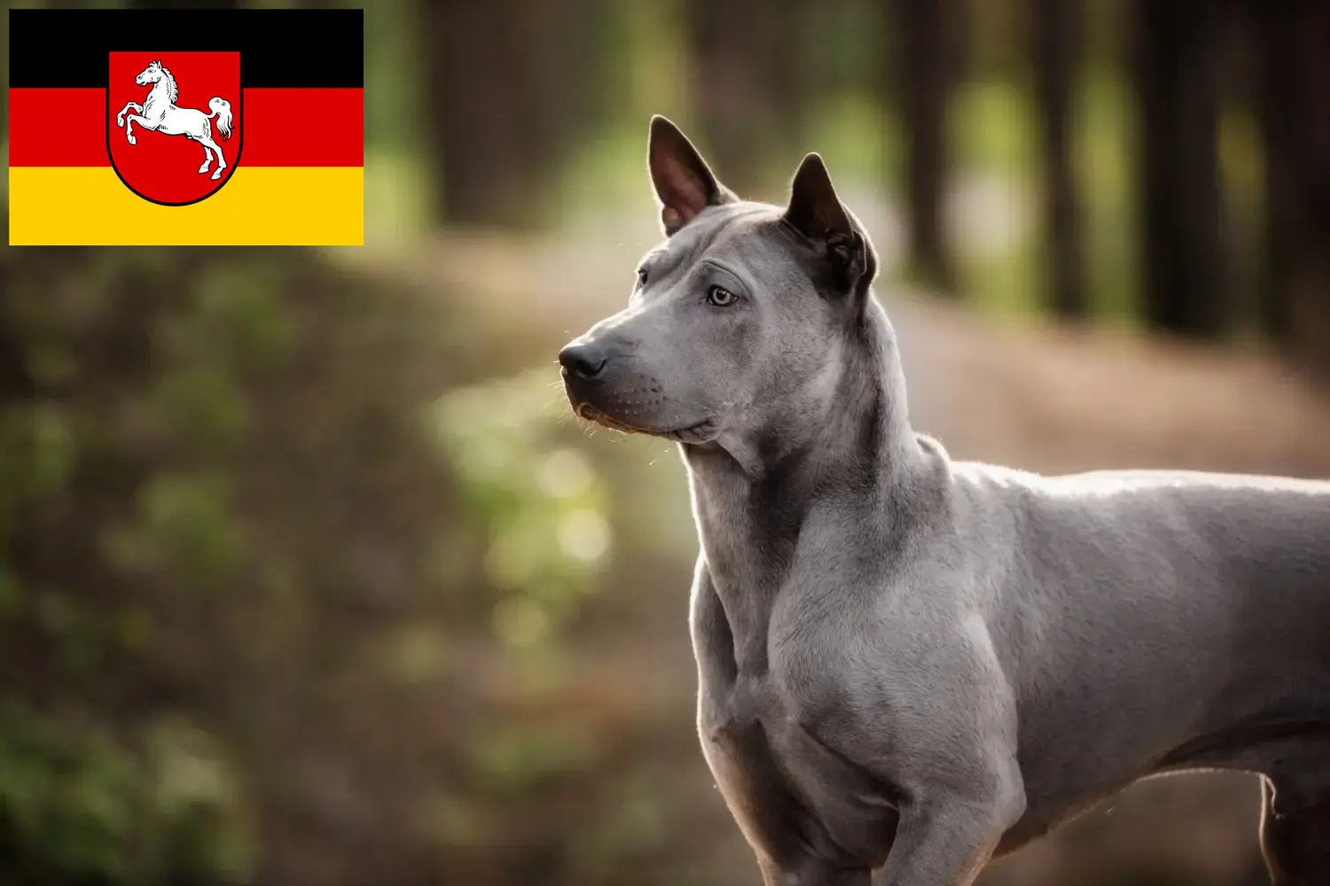 Read more about the article Thai Ridgeback breeders and puppies in Lower Saxony