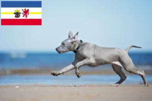 Read more about the article Thai Ridgeback breeders and puppies in Mecklenburg-Vorpommern