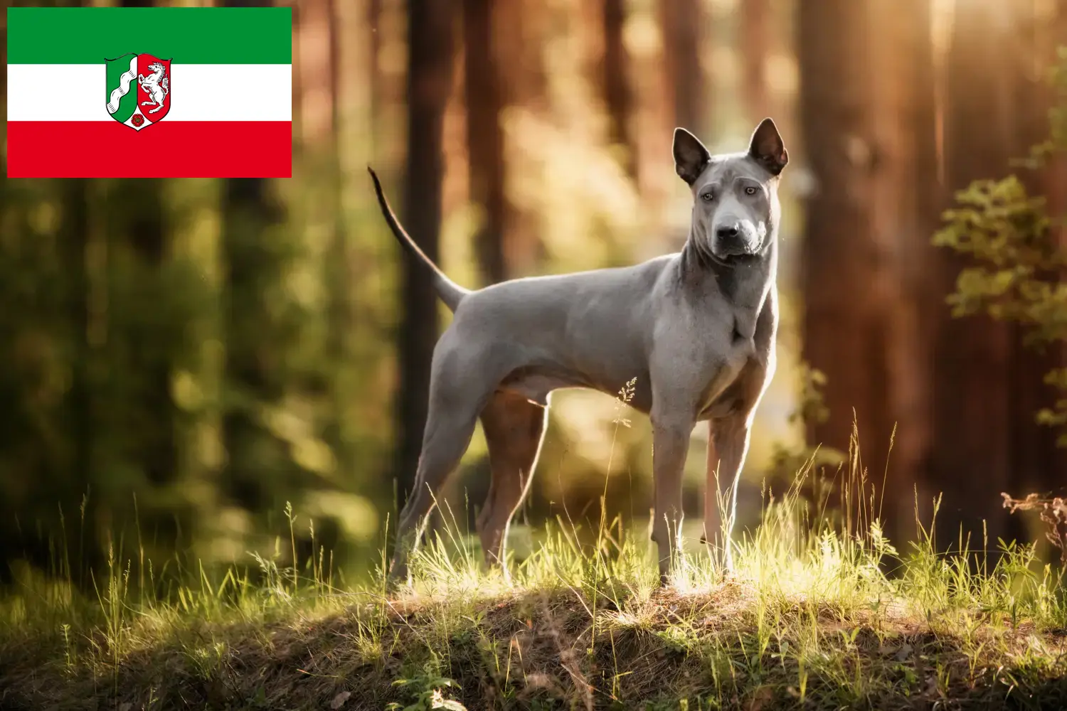 Read more about the article Thai Ridgeback breeders and puppies in North Rhine-Westphalia