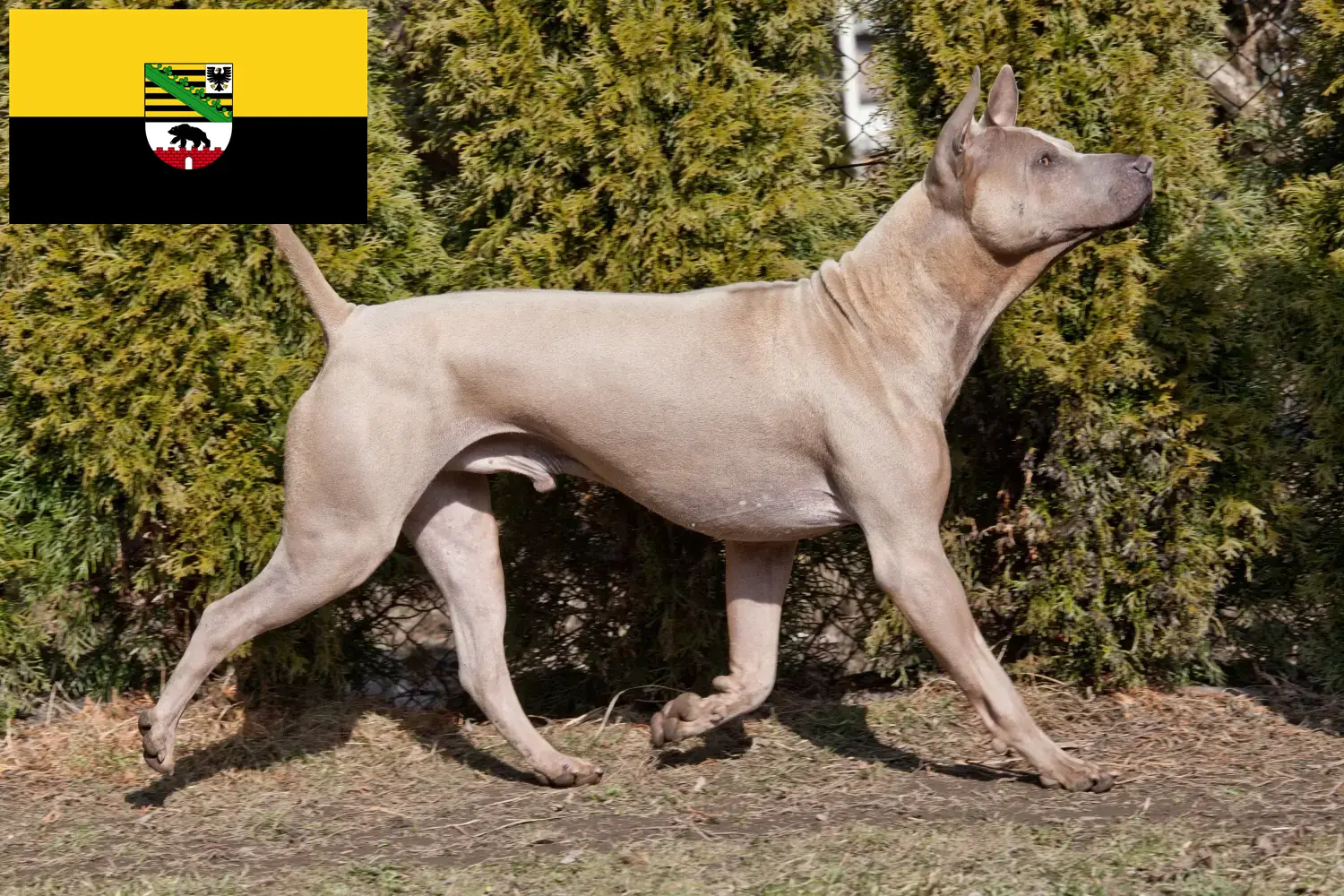 Read more about the article Thai Ridgeback breeders and puppies in Saxony-Anhalt