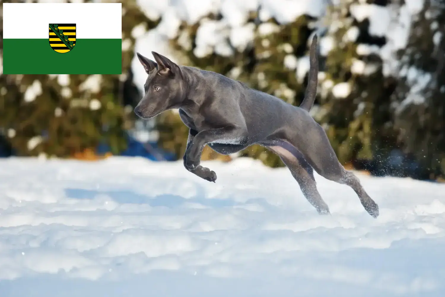 Read more about the article Thai Ridgeback breeders and puppies in Saxony