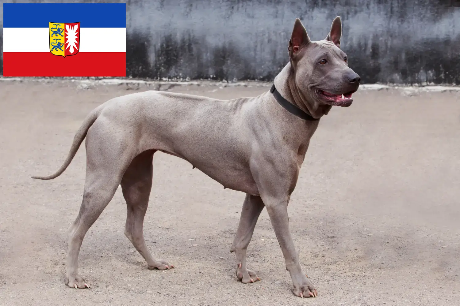 Read more about the article Thai Ridgeback breeders and puppies in Schleswig-Holstein