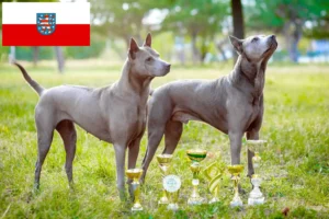 Read more about the article Thai Ridgeback breeders and puppies in Thuringia