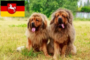 Read more about the article Tibetan Dog breeder and puppies in Lower Saxony