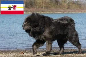 Read more about the article Tibetan Dog breeder and puppies in Mecklenburg-Vorpommern