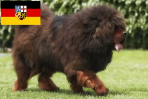 Read more about the article Tibetan Dog breeder and puppies in Saarland