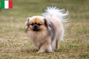 Read more about the article Tibetan Spaniel breeders and puppies in Italy