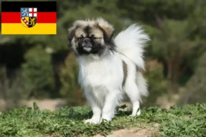 Read more about the article Tibetan Spaniel breeders and puppies in Saarland