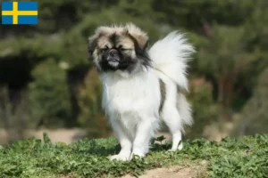 Read more about the article Tibetan Spaniel breeders and puppies in Sweden